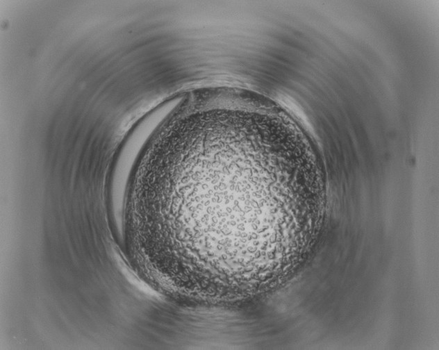 X0000088020389200705182006