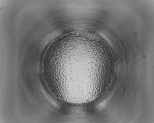X0000088020402200705182005