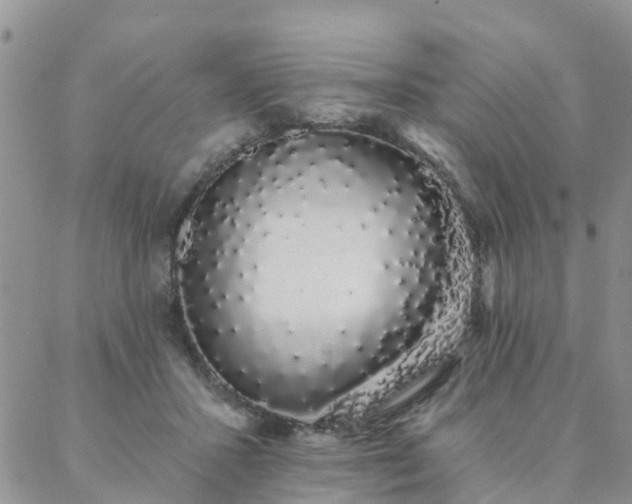 X0000088020407200705182005