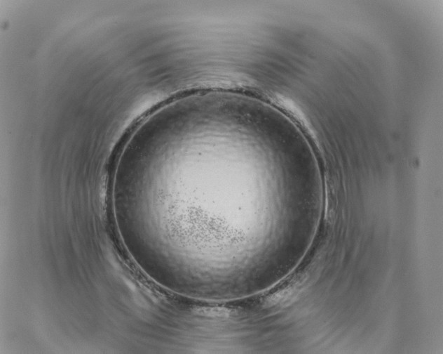 X0000088020435200705182004