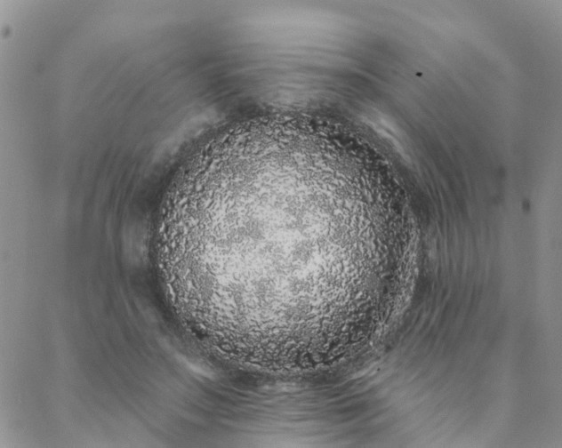 X0000088020499200705182004