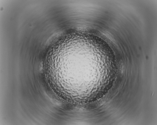 X0000088020502200705182004