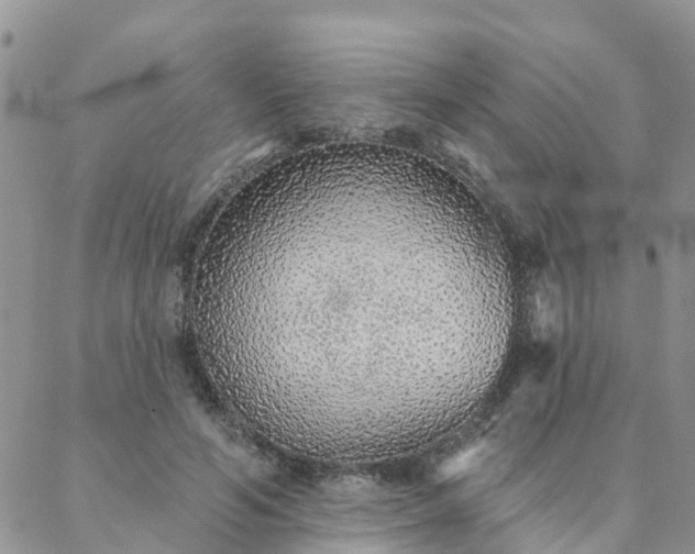 X0000088020594200705182002