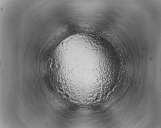 X0000088020606200705182002