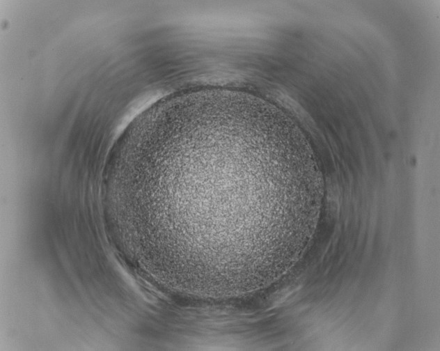 X0000088020626200705182001