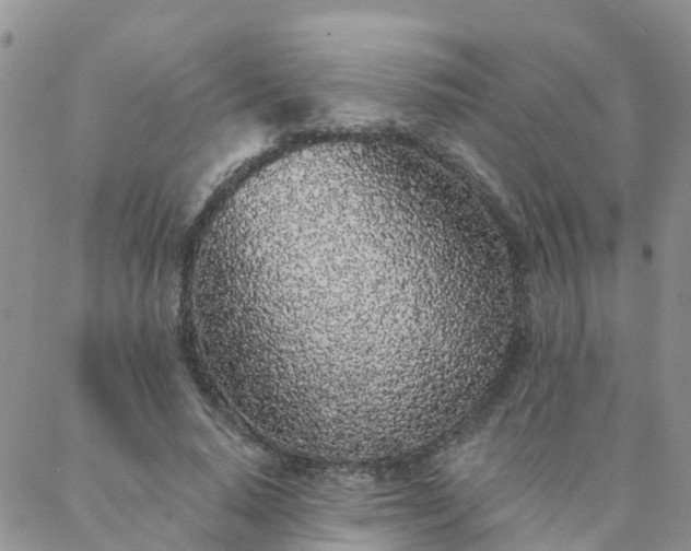 X0000088020640200705182001