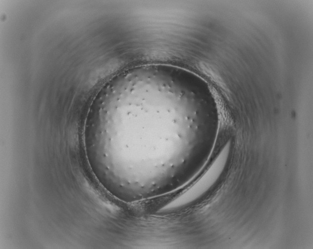 X0000088020681200705182001