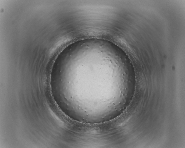 X0000088020683200705182001