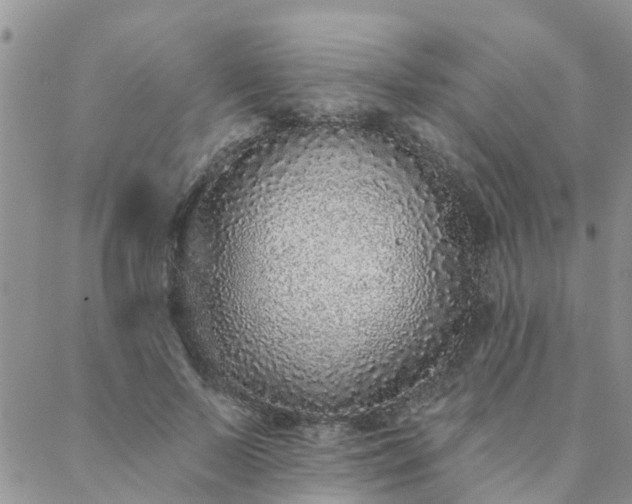X0000088020695200705182001