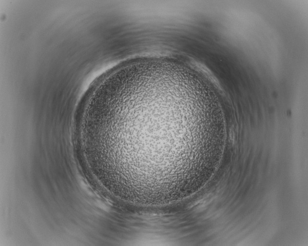 X0000088020724200705181959