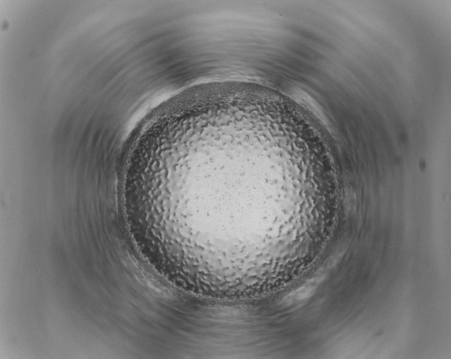 X0000088020781200705181959
