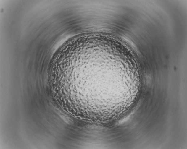 X0000088021023200705181955