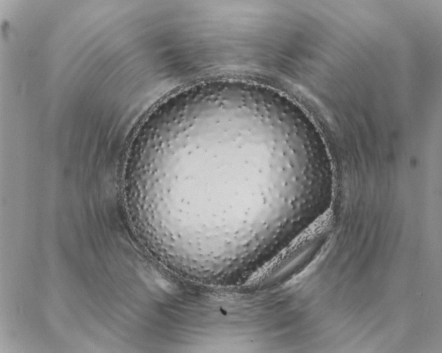 X0000088021170200705181953