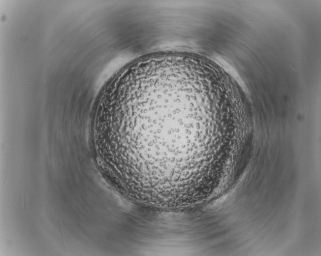 X0000088021277200705181951