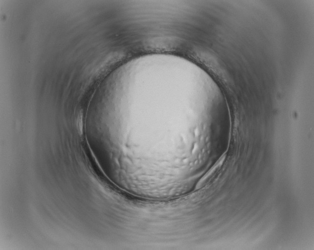 X0000088020021200705251103