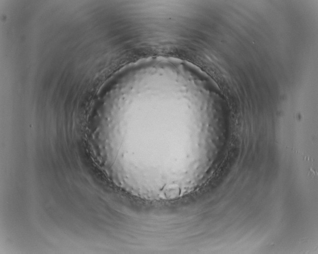 X0000088020030200705251103