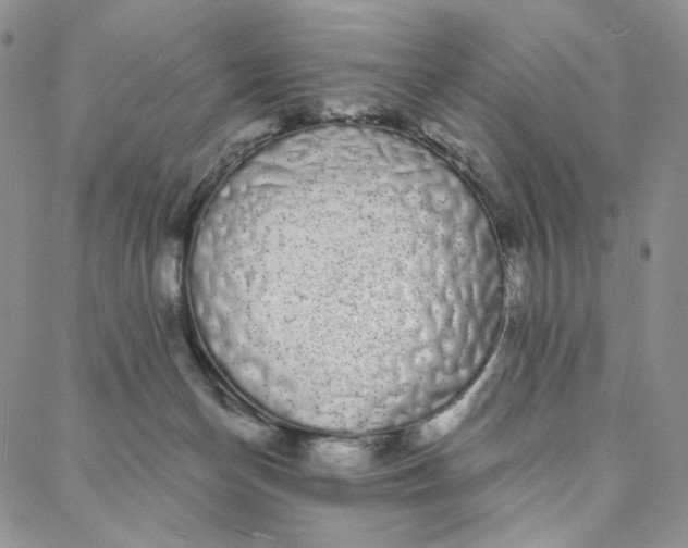 X0000088020174200705251100