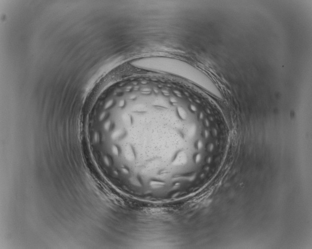 X0000088020244200705251058