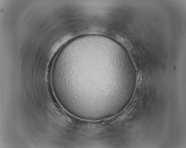 X0000088020292200705251058