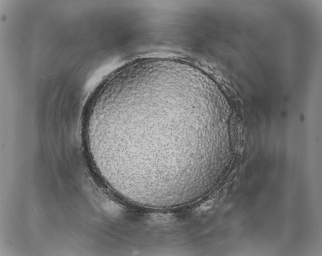 X0000088020296200705251058