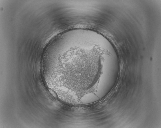 X0000088020297200705251058