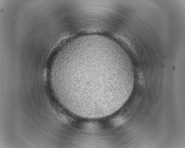 X0000088020308200705251058