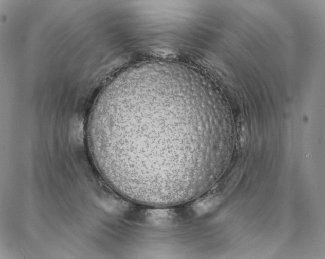 X0000088020320200705251058