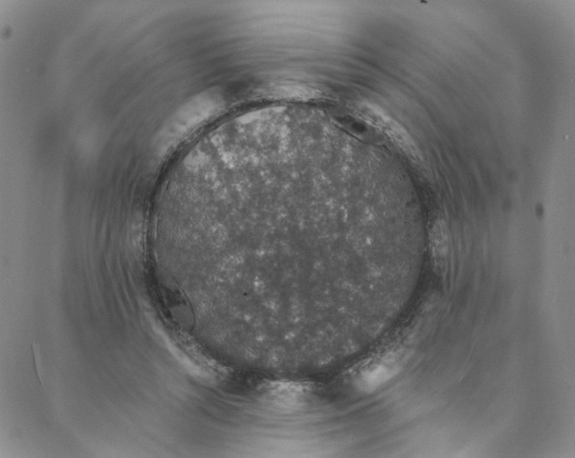 X0000088020352200705251057