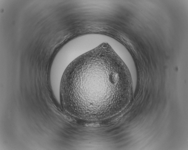 X0000088020362200705251057