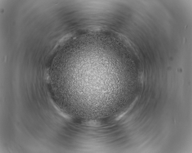 X0000088020383200705251058