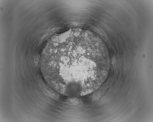 X0000088020423200705251056