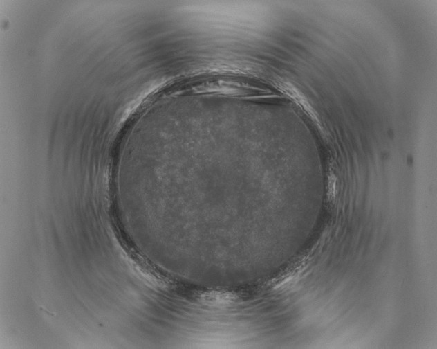 X0000088020444200705251055