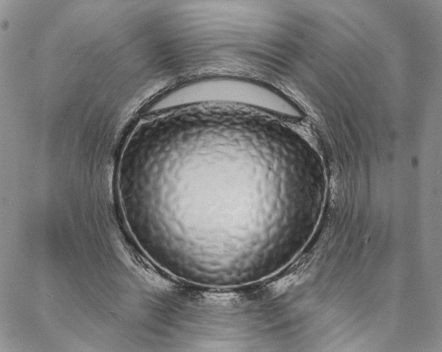 X0000088020446200705251056