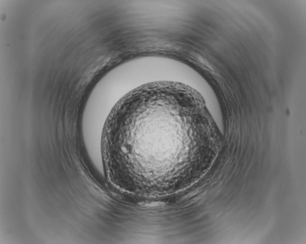 X0000088020452200705251056