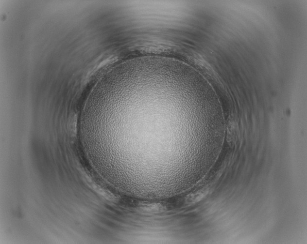 X0000088020454200705251056