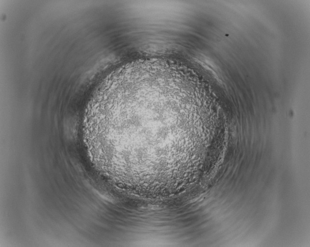 X0000088020499200705251055