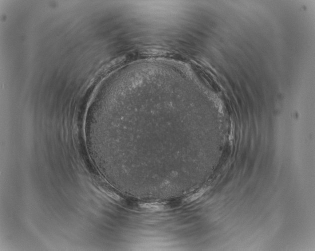 X0000088020516200705251055