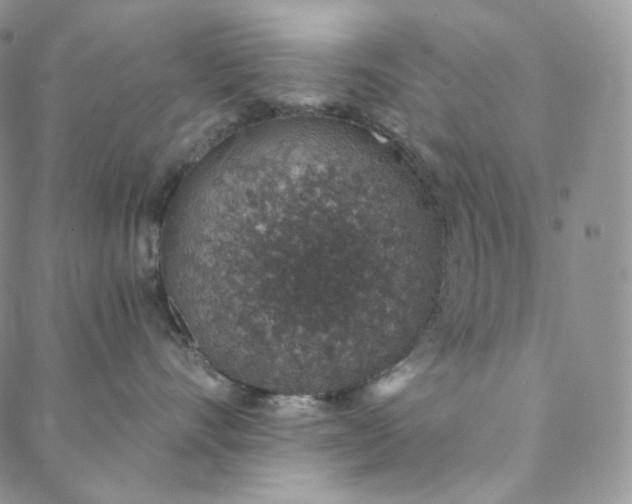 X0000088020528200705251055