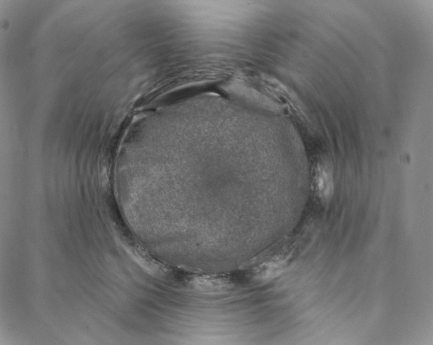 X0000088020568200705251054