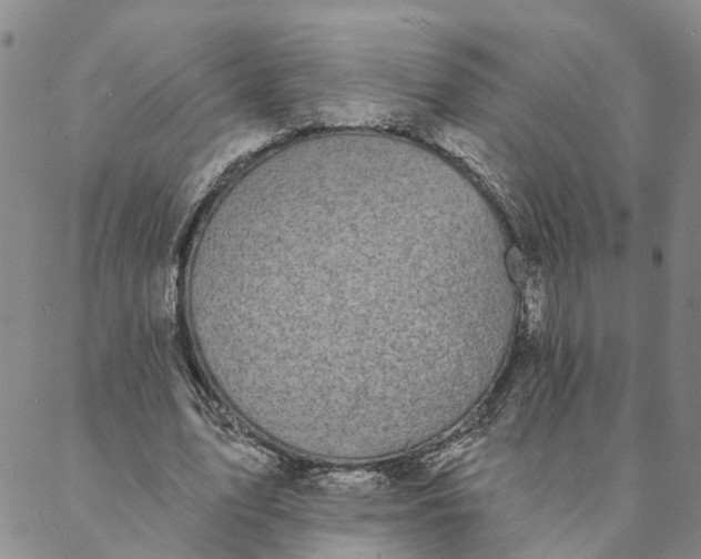 X0000088020583200705251054