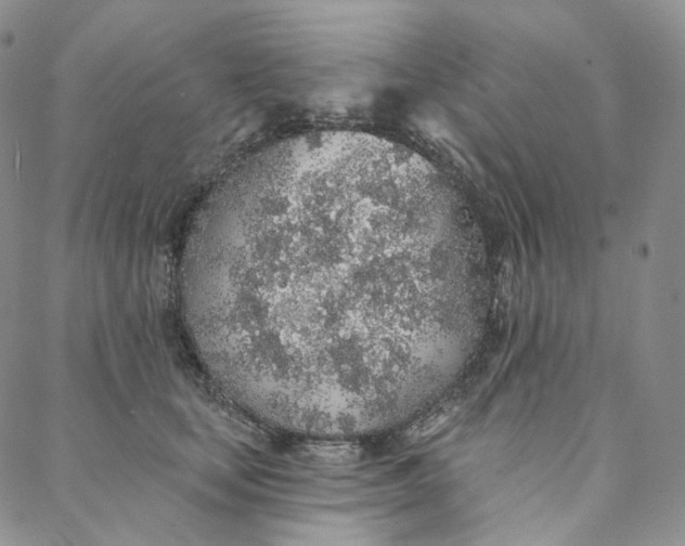 X0000088020659200705251053