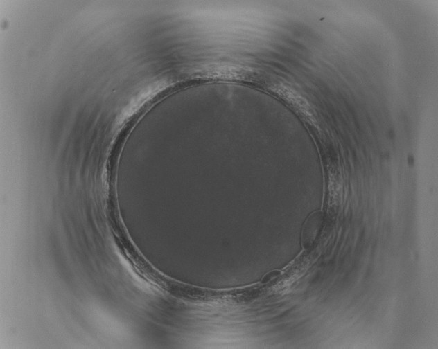 X0000088020674200705251052