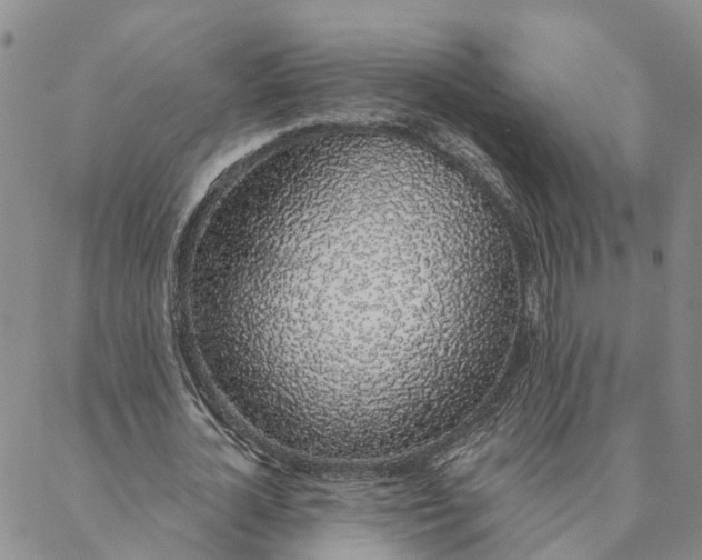 X0000088020724200705251051