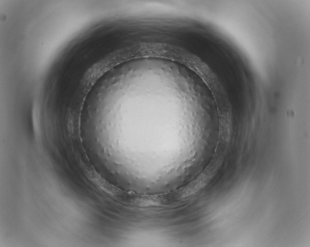 X0000088020765200705251051