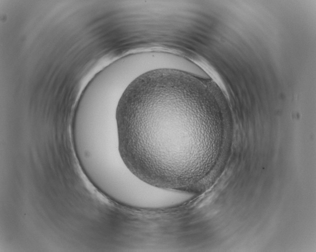 X0000088020813200705251050