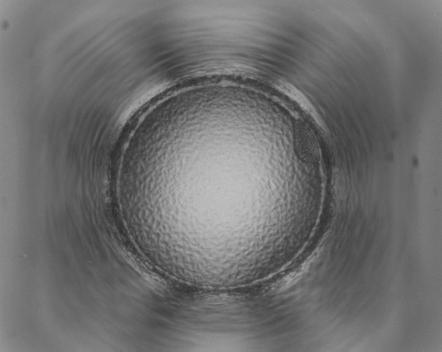 X0000088020826200705251049