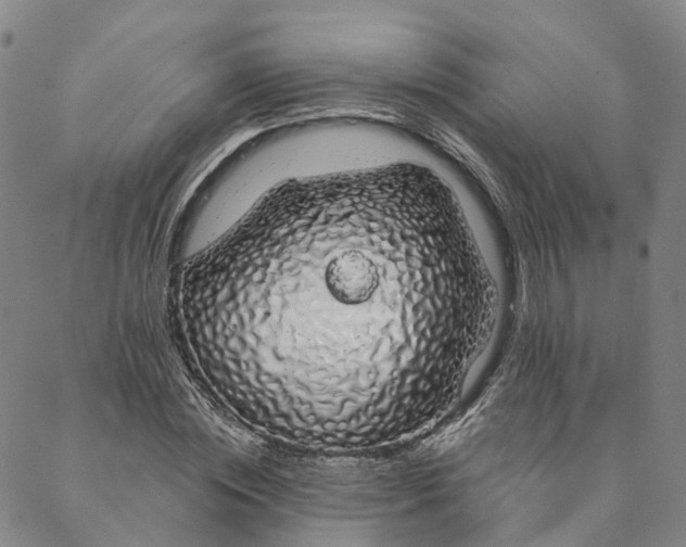 X0000088020828200705251049