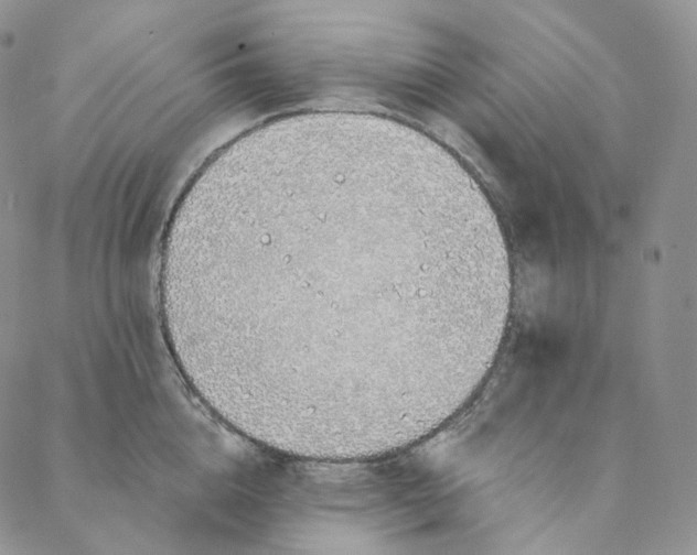 X0000088020856200705251050