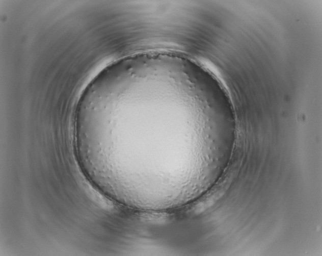 X0000088020859200705251050