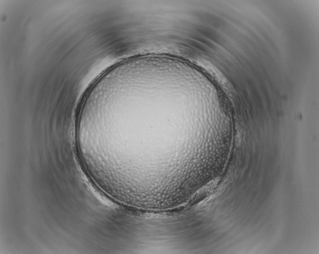 X0000088020894200705251049